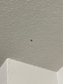 Spider on the restrooms ceiling.