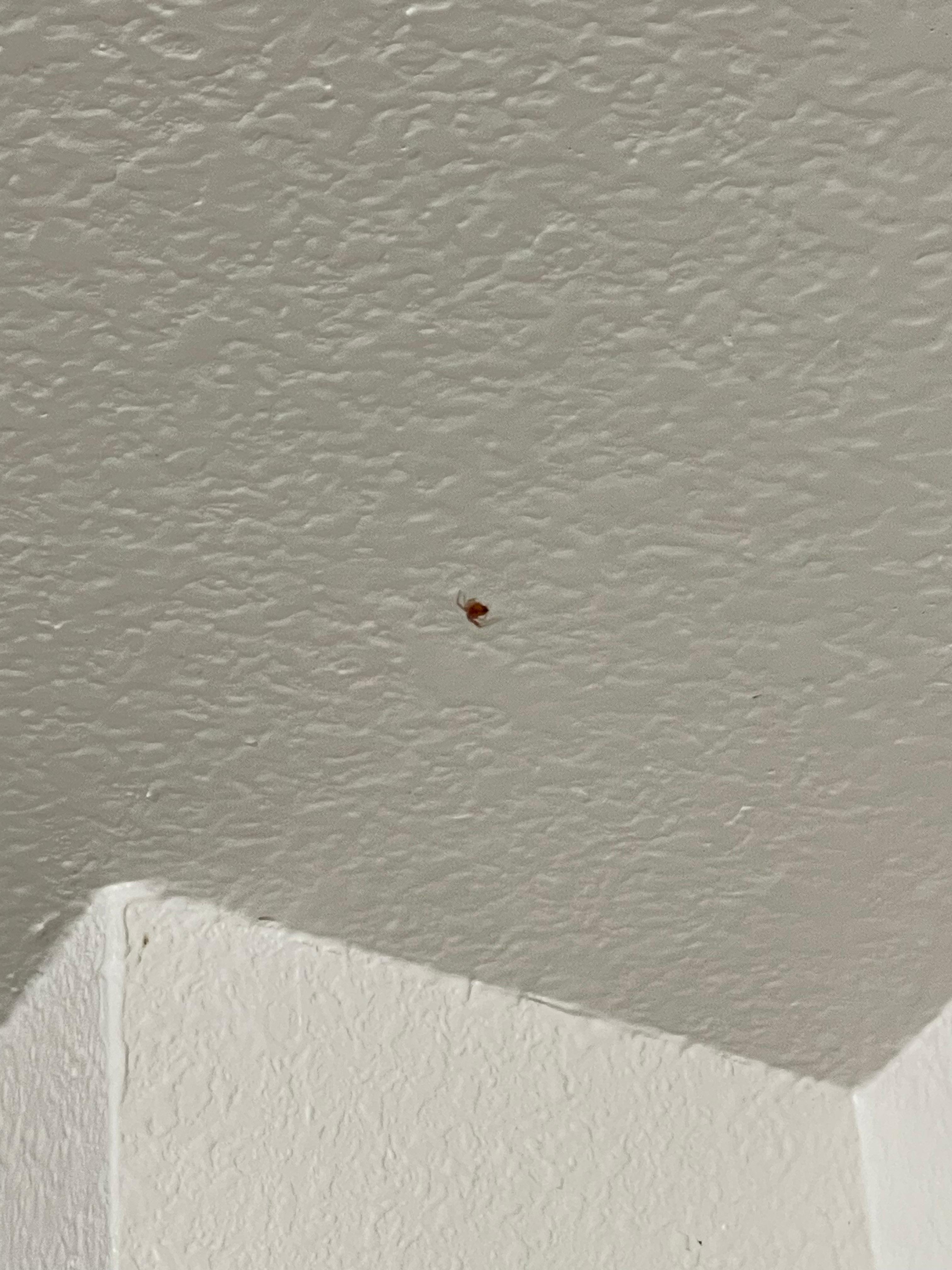 Spider on the restrooms ceiling.