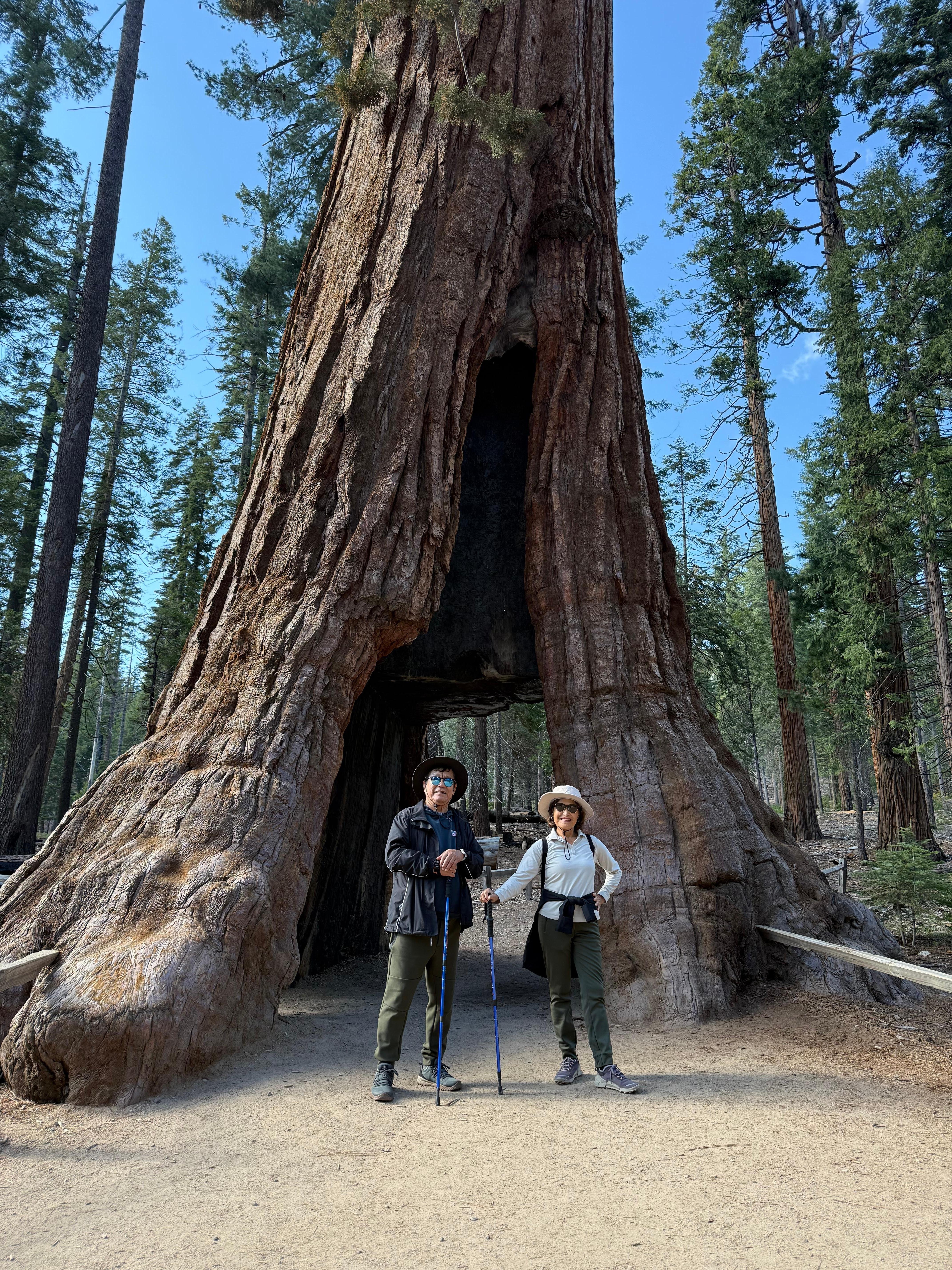 Mariposa Groves, Yosemite NP
