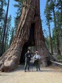 Mariposa Groves, Yosemite NP