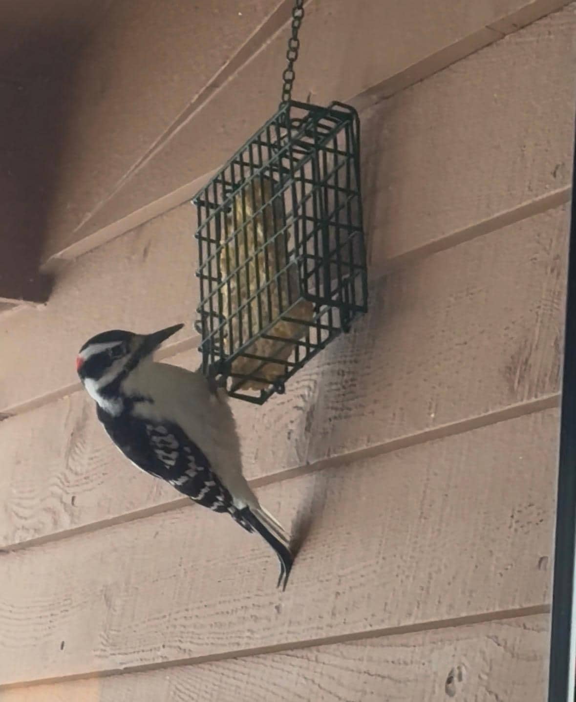 Porch visitor