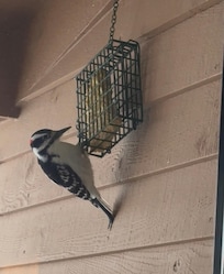 Porch visitor