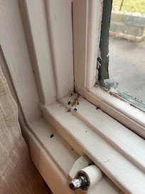 Loads of dead bugs in the windows. Also, all the windows have had the handle removed so don't open