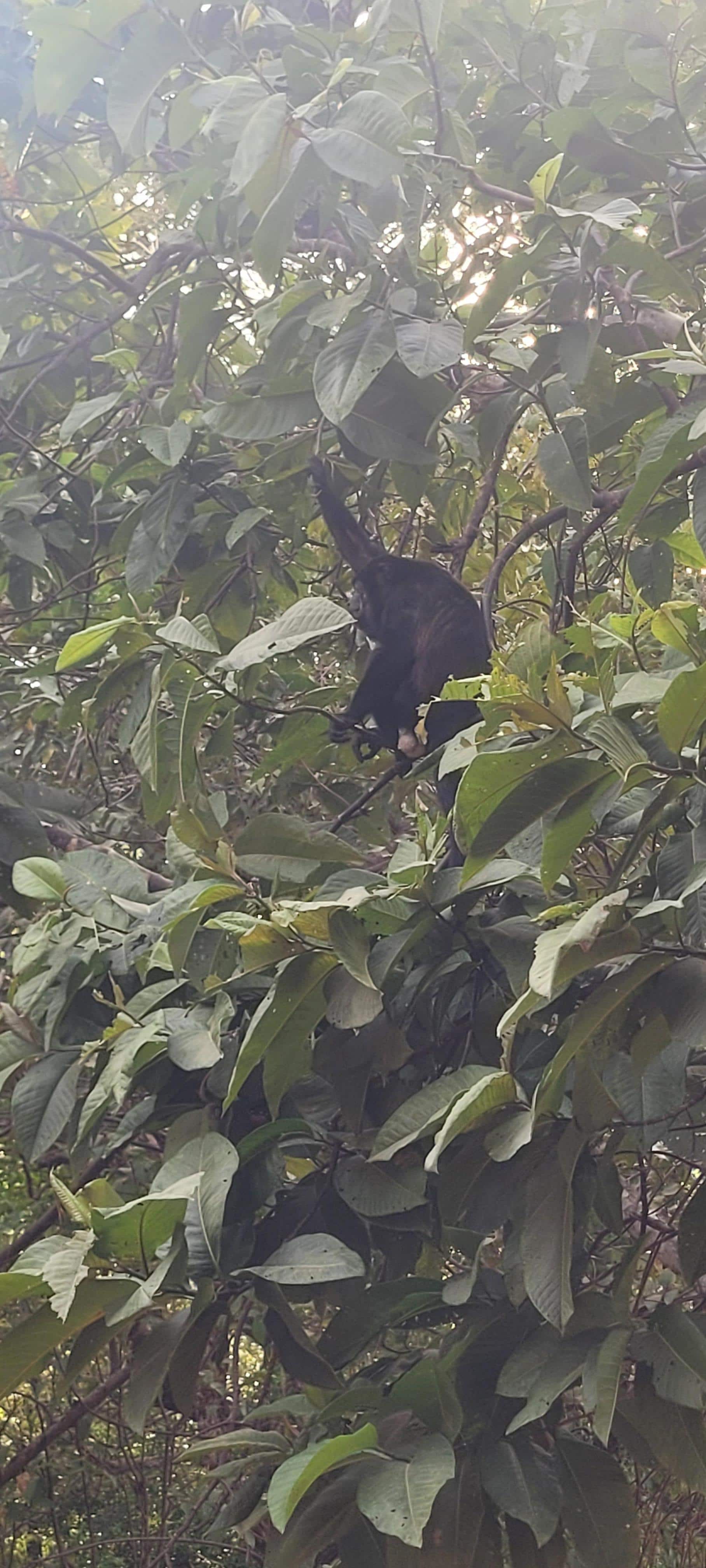 Monkeys we could see from the balcony