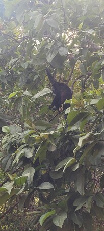 Monkeys we could see from the balcony