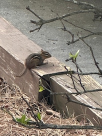 Chipmunks are cute!