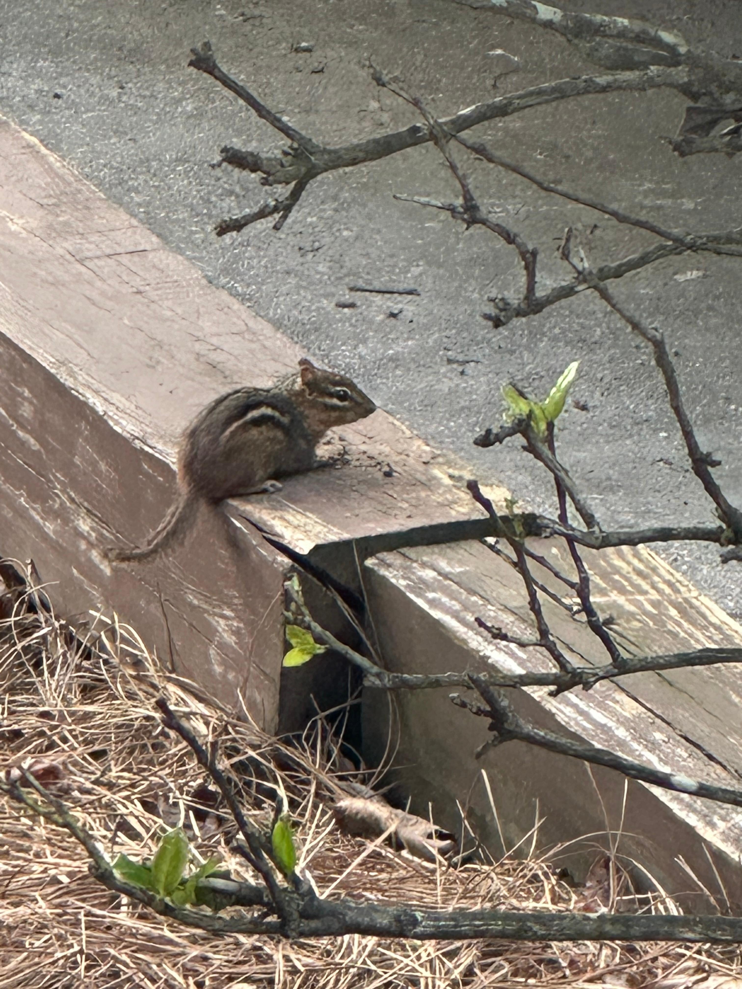 Chipmunks are cute!