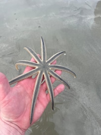 9 armed Sea Star
