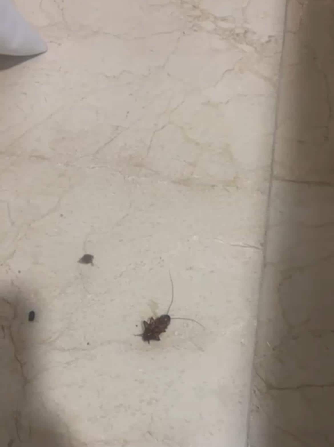 Cucarachas
