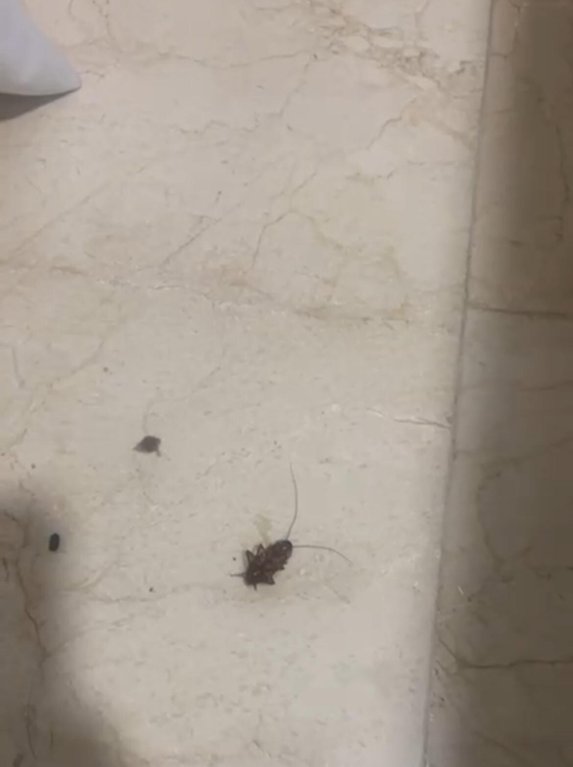 Cucarachas 