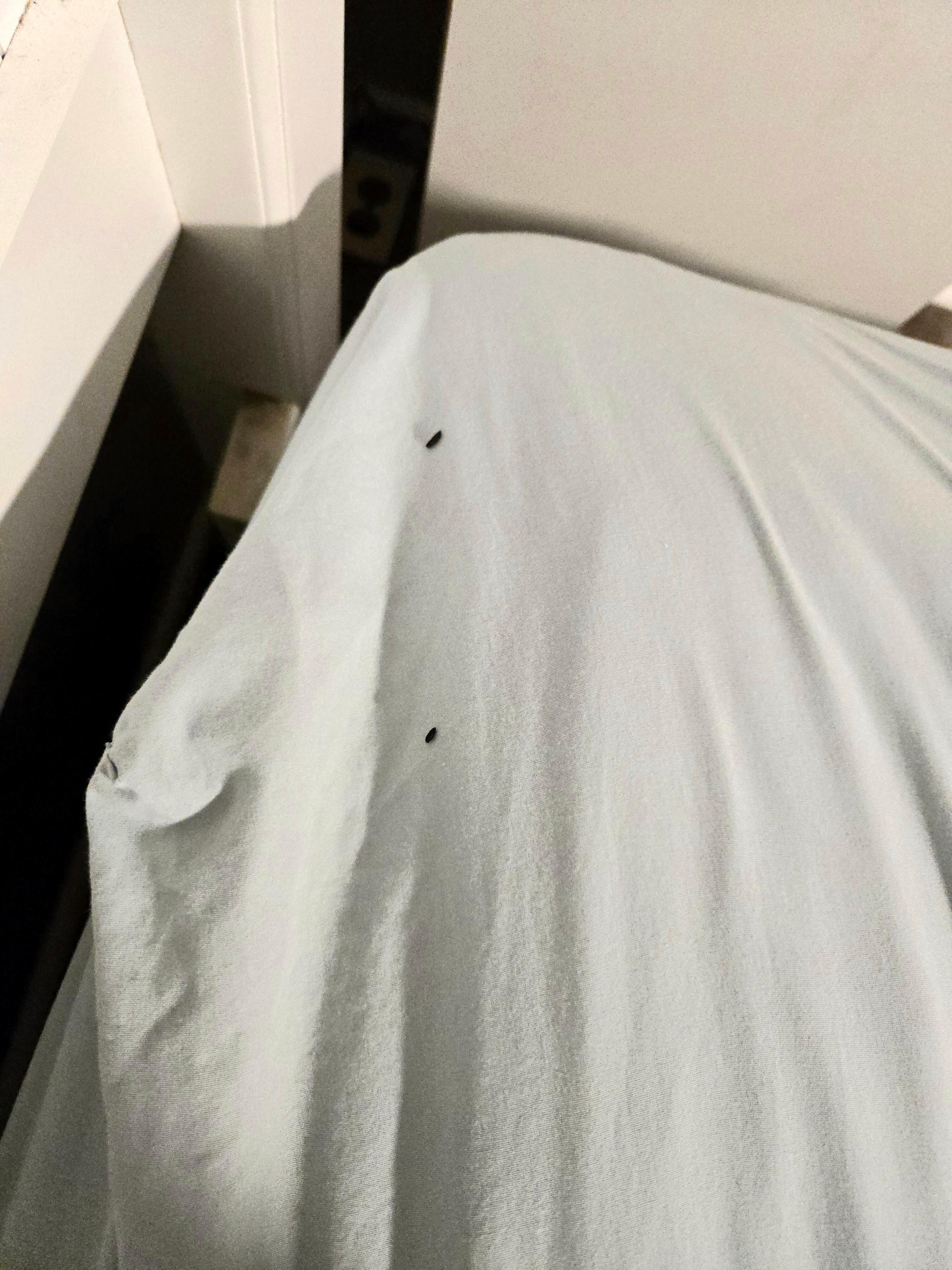 Mouse poop on bed. 