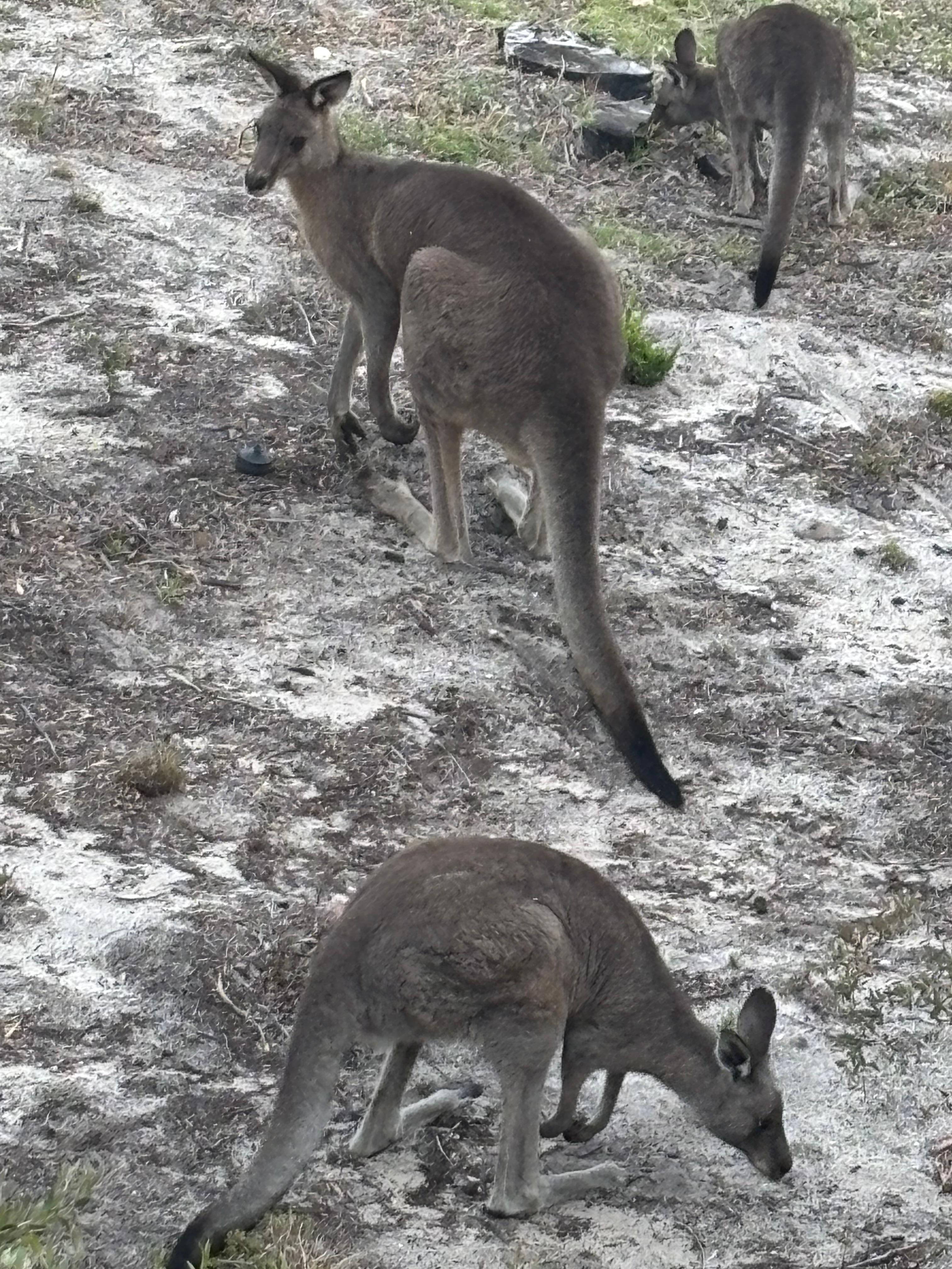Wild life on property each morning & evening 