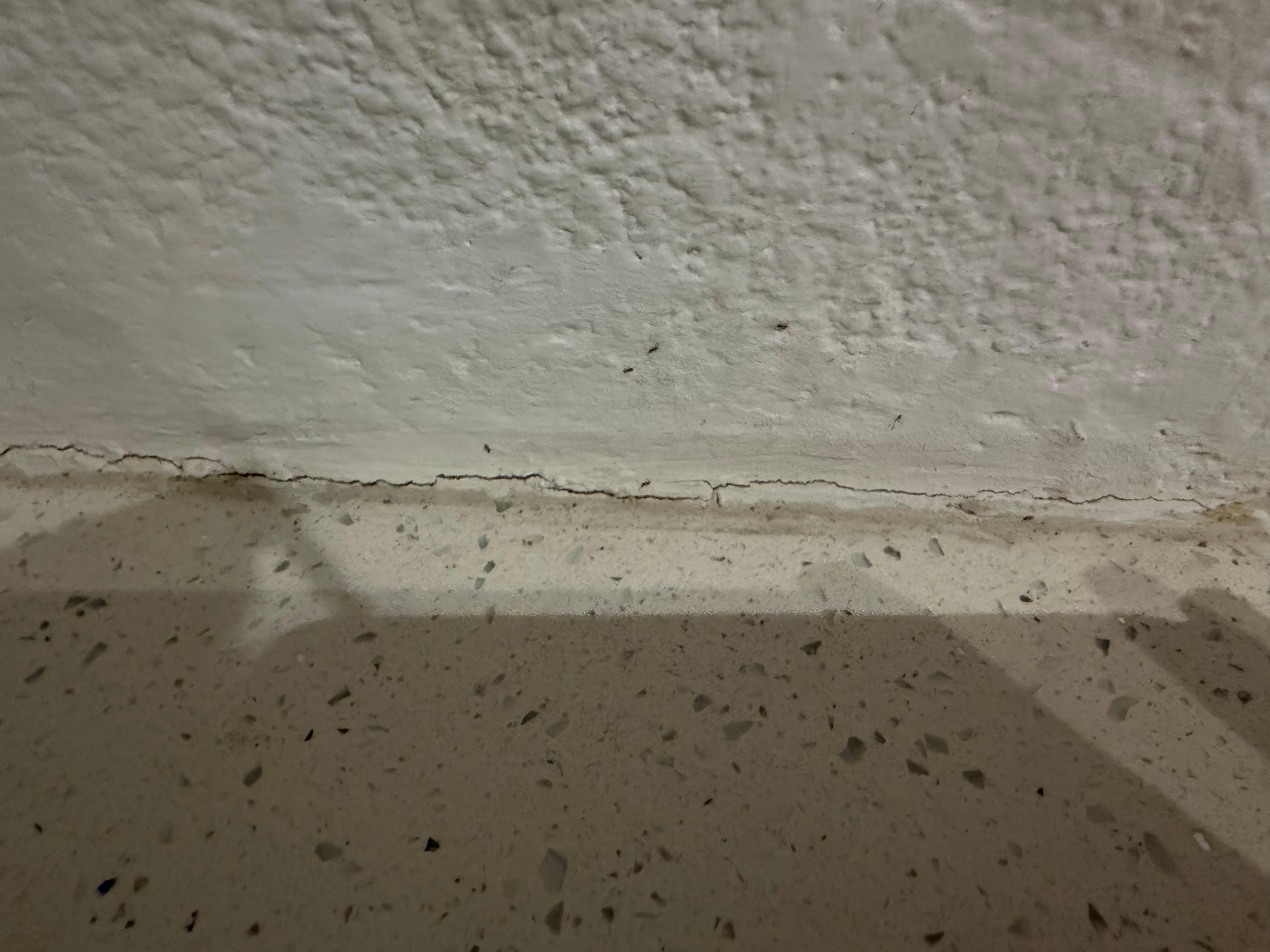 Ants crawling all over the kitchen 