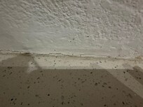 Ants crawling all over the kitchen