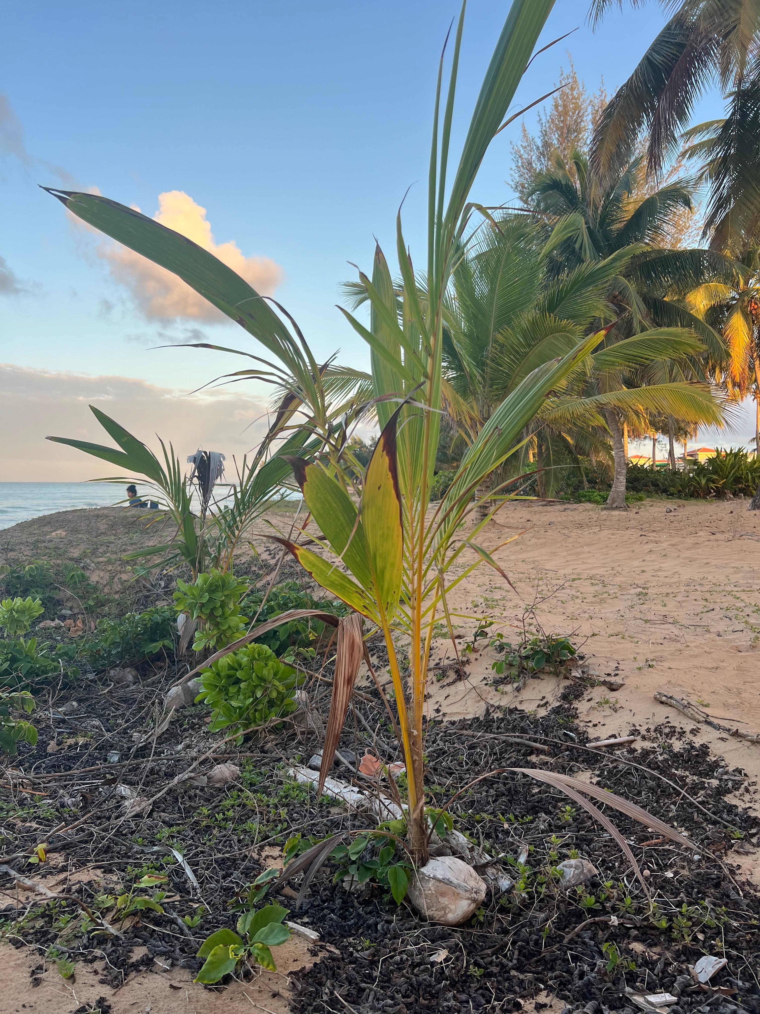 Palm tree sprouting out of a coconut 