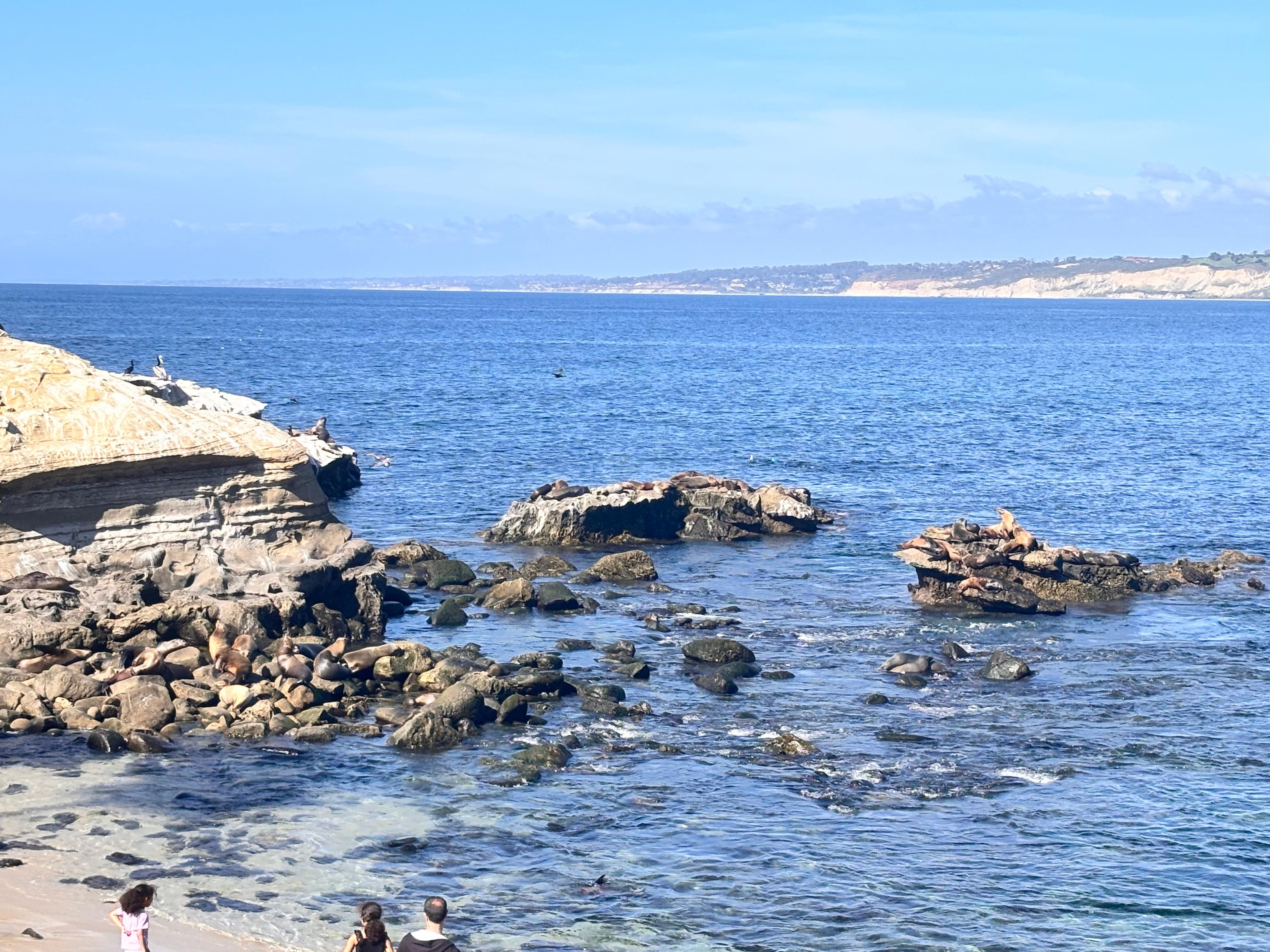 La Jolla Cove area with lots of Sea Lions