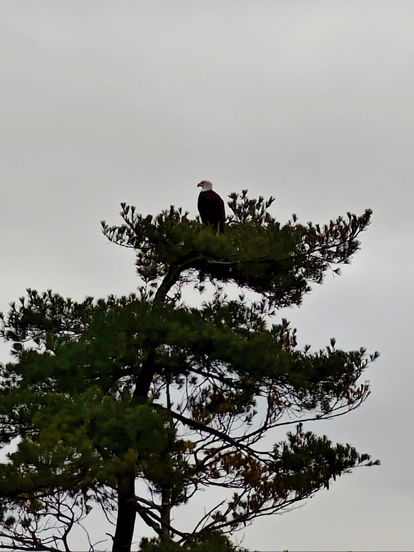 Bald eagle!