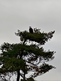 Bald eagle!