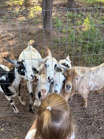 Feeding the goats