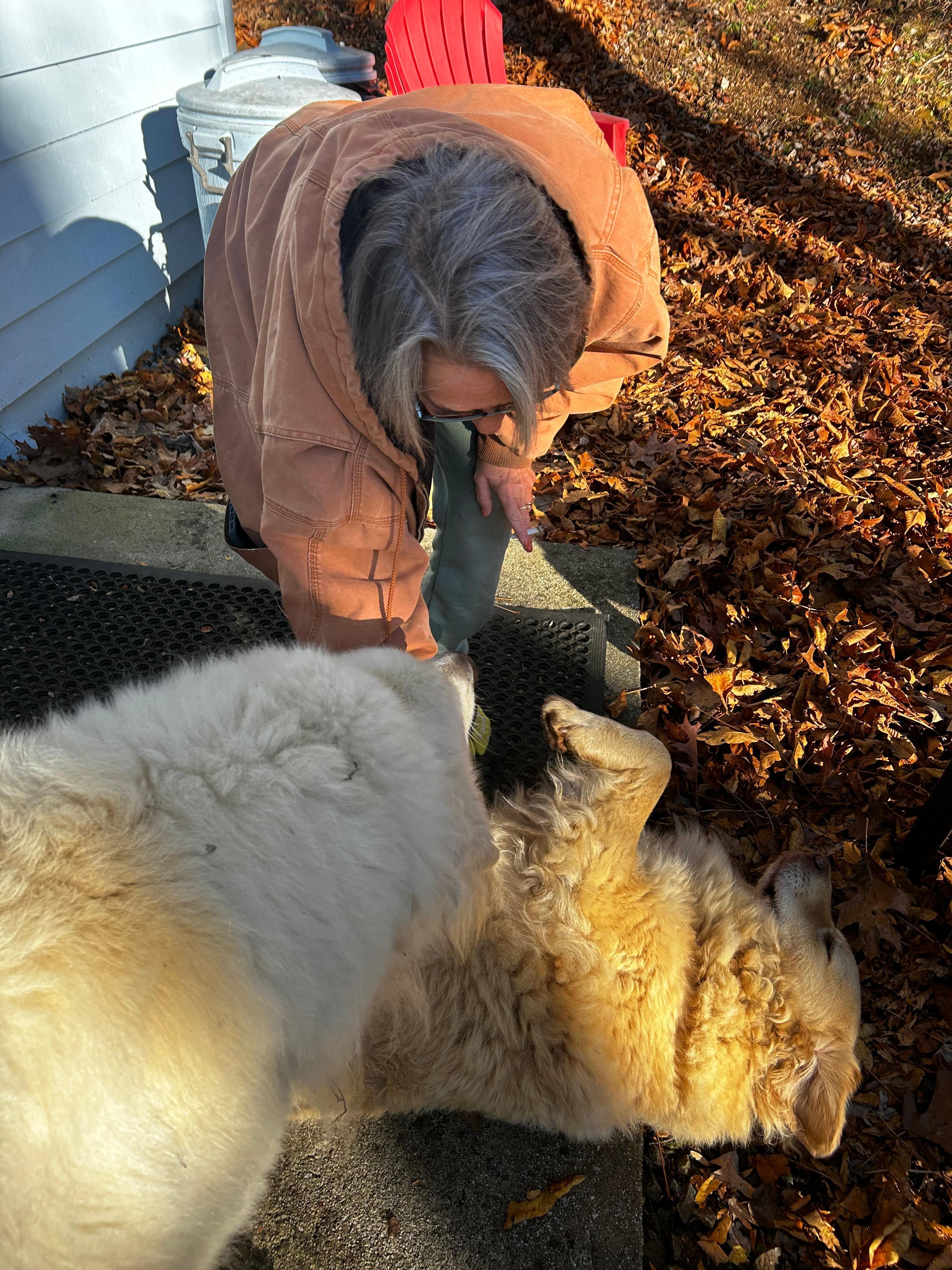 Morning belly rubs from the sweet pups