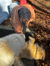 Morning belly rubs from the sweet pups
