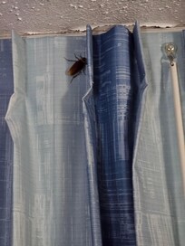 Cockroach on curtain