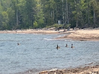 Geese on Lake Superior
