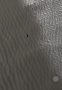 Bug infestation