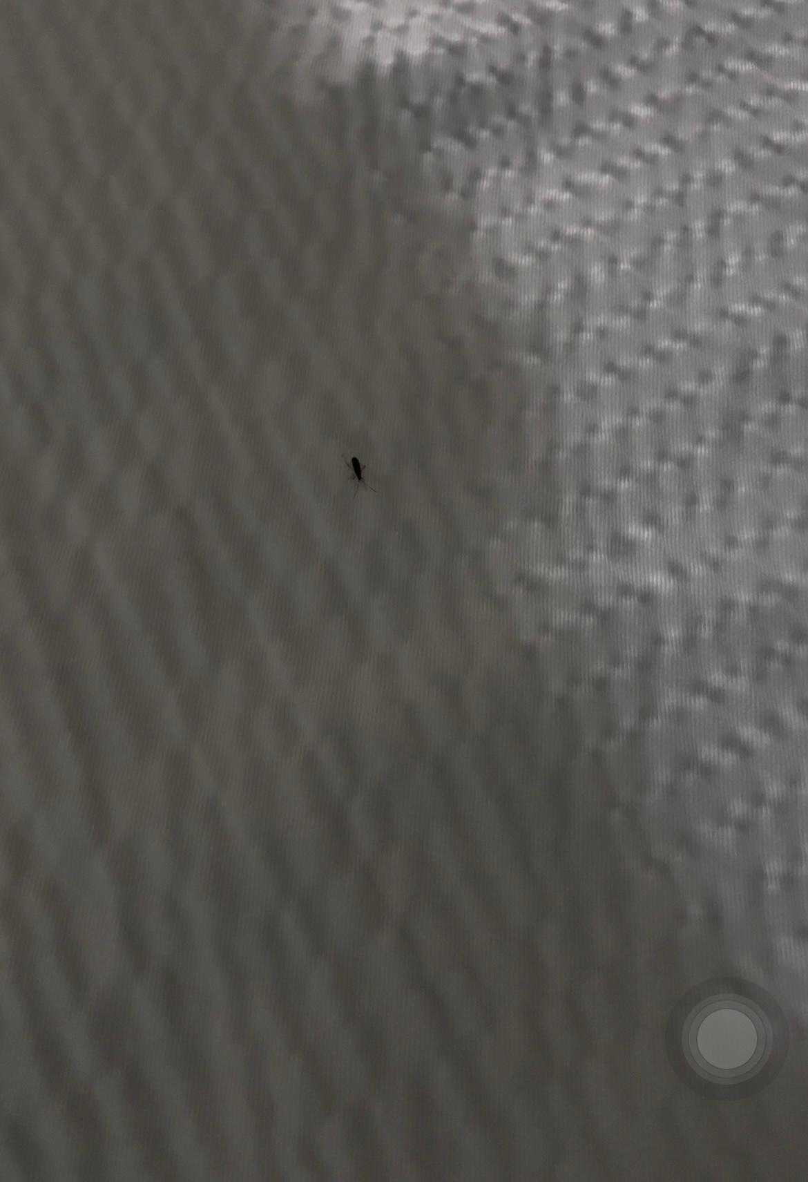 Bug infestation 