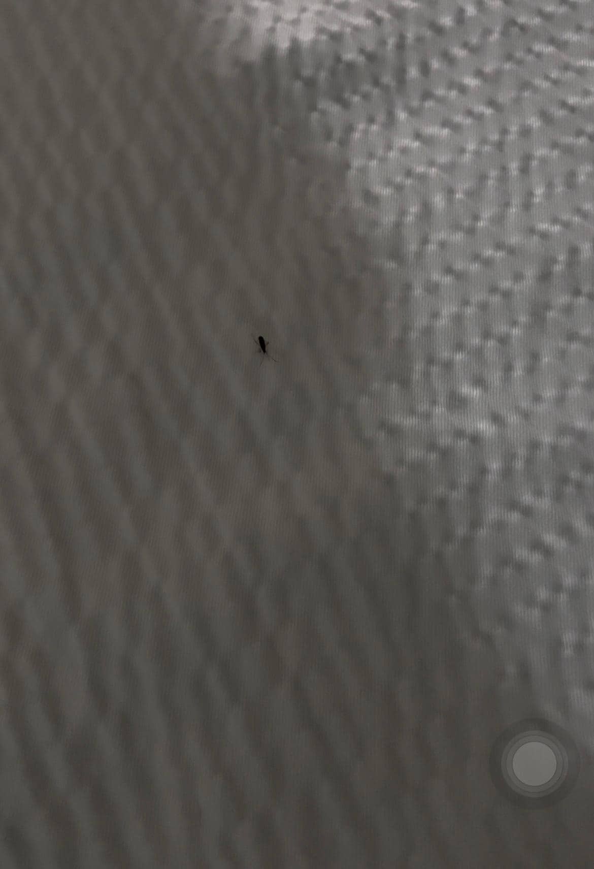 Bug infestation