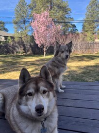 Kona and Wiley loved their time here!