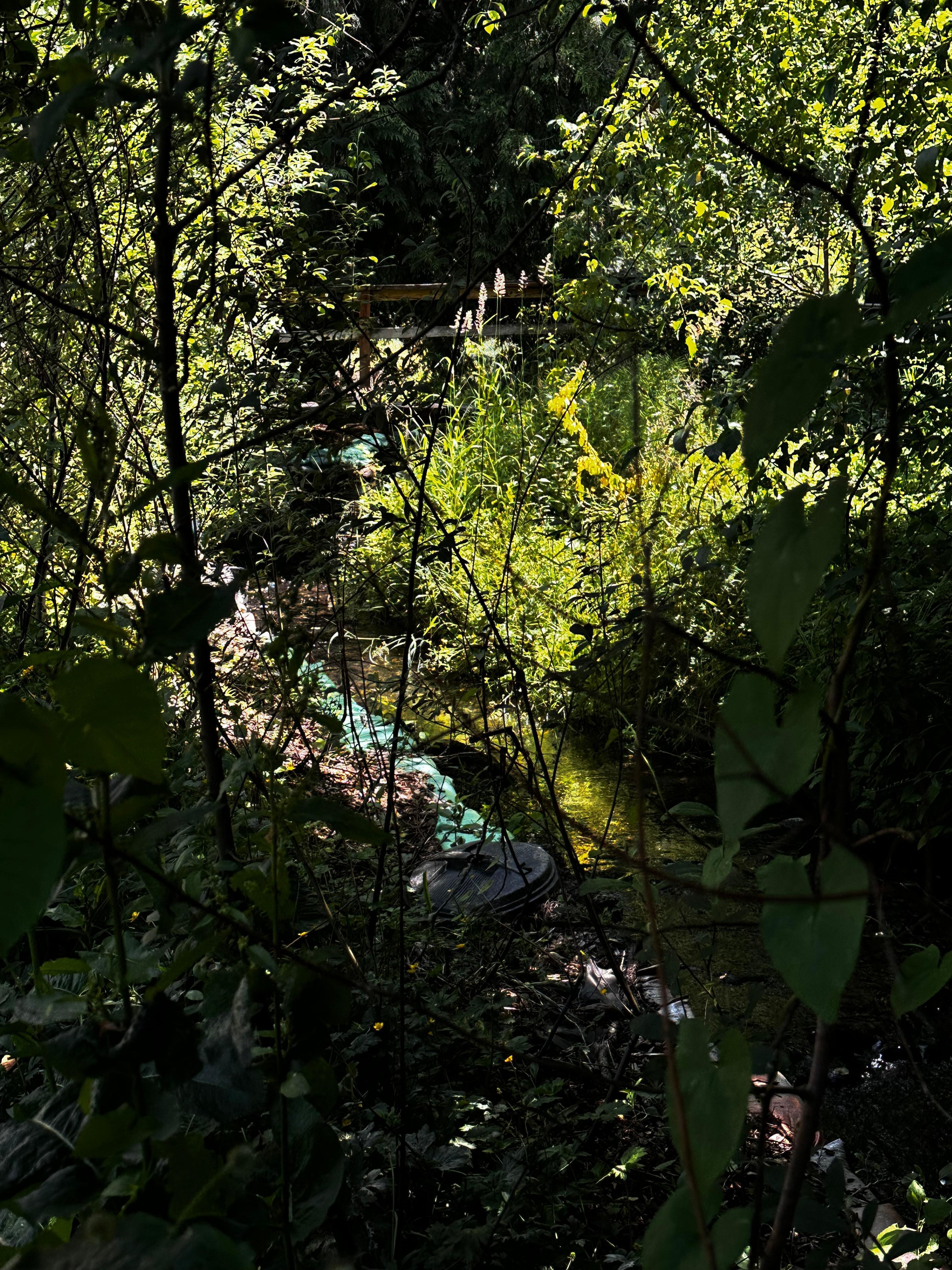 Small creek runs through property and trees.