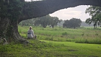 I love this Live Oak.