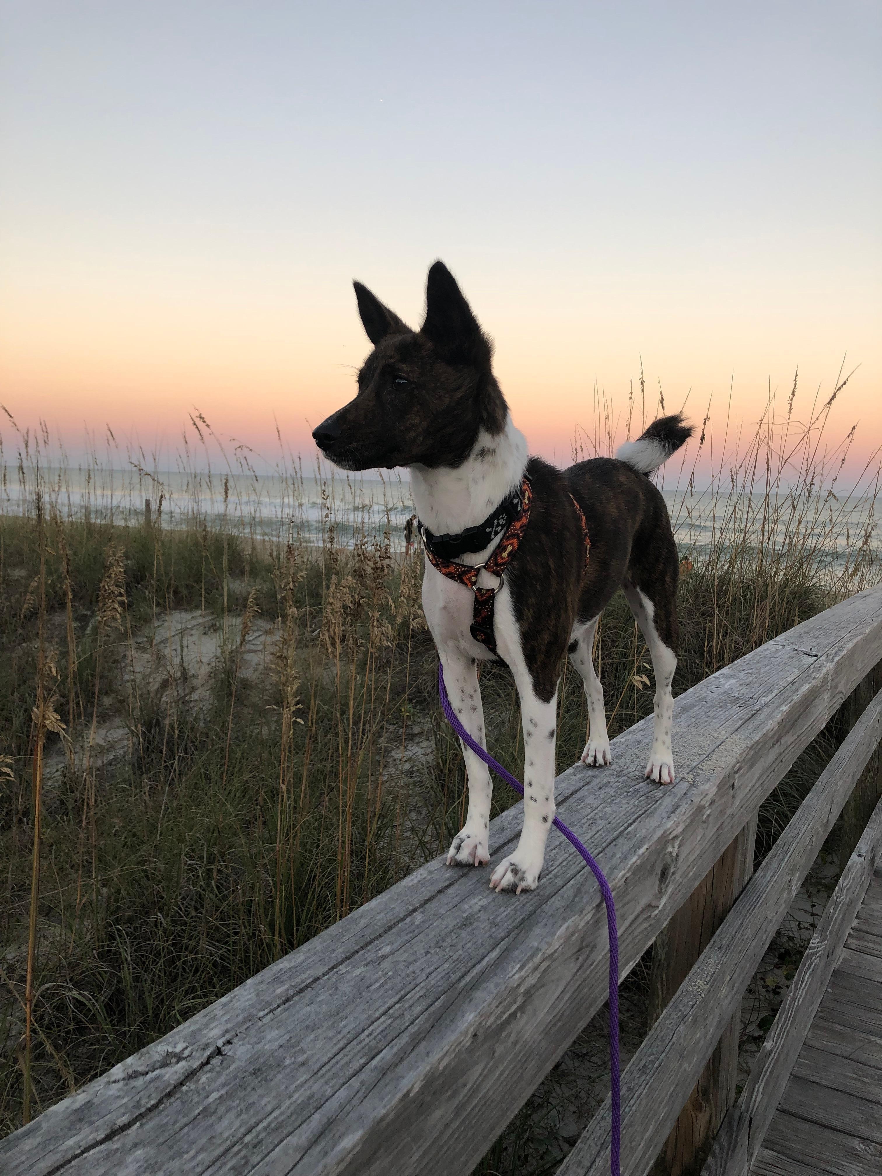 My girl with the sun  illuminating on the ocean one evening as we walked back to house 😎