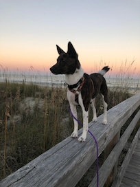 My girl with the sun illuminating on the ocean one evening as we walked back to house 😎