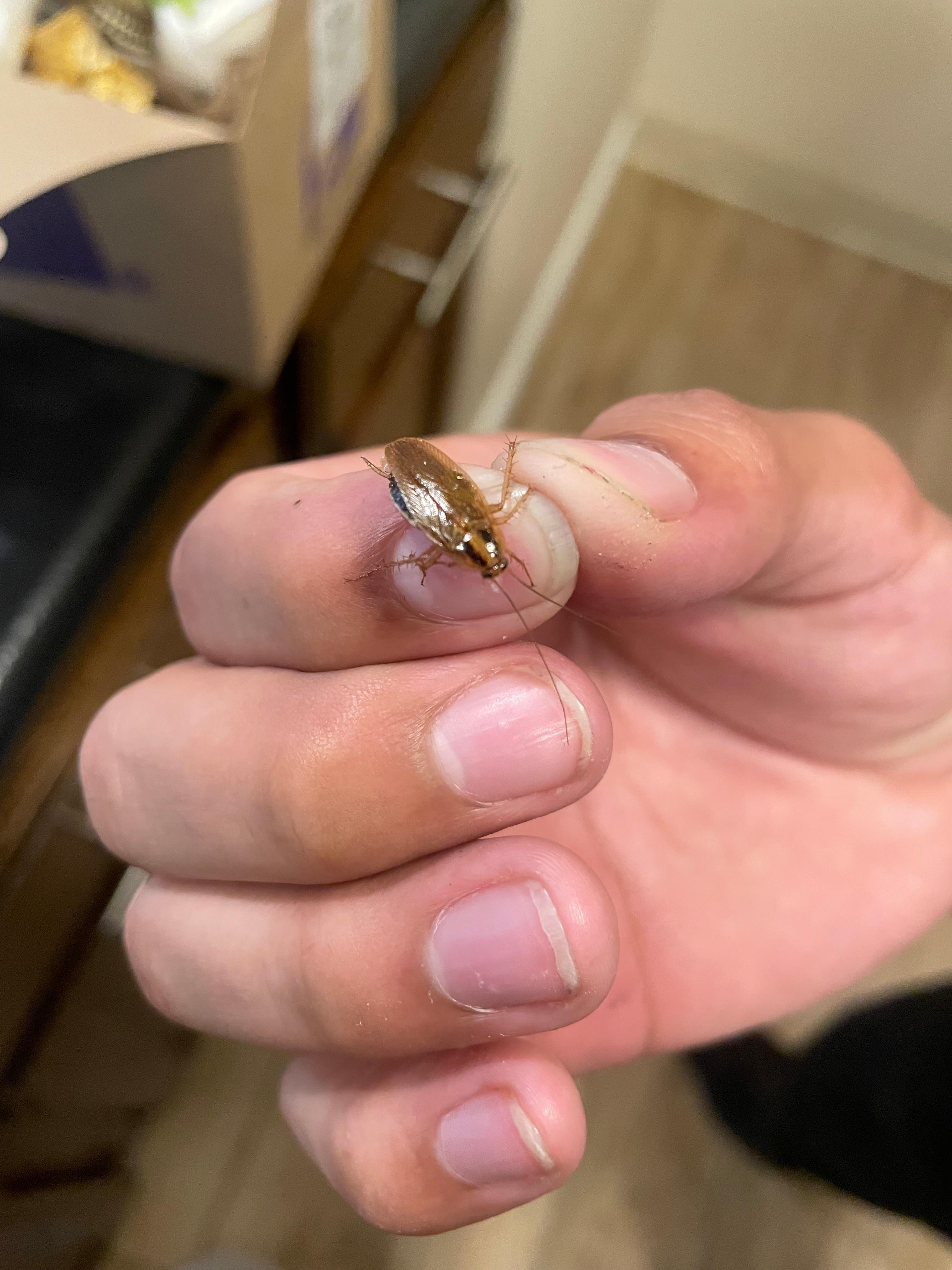 Roaches came out of the tv