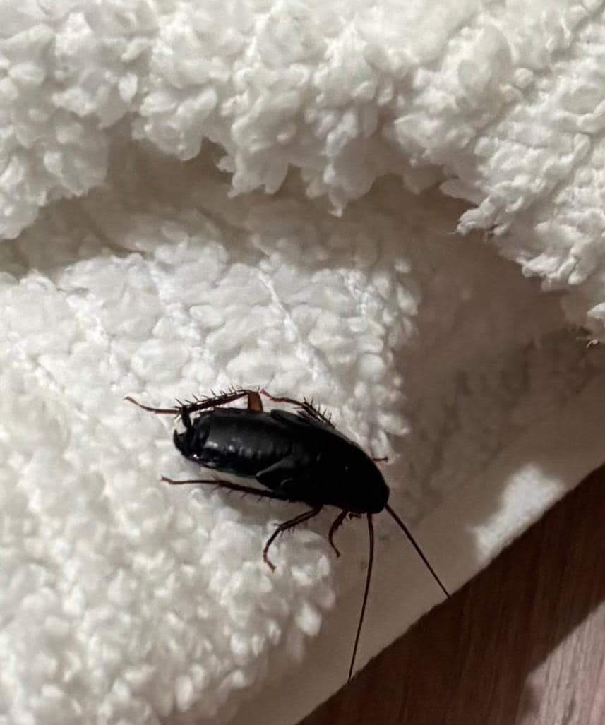 Roach in my bed