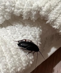 Roach in my bed