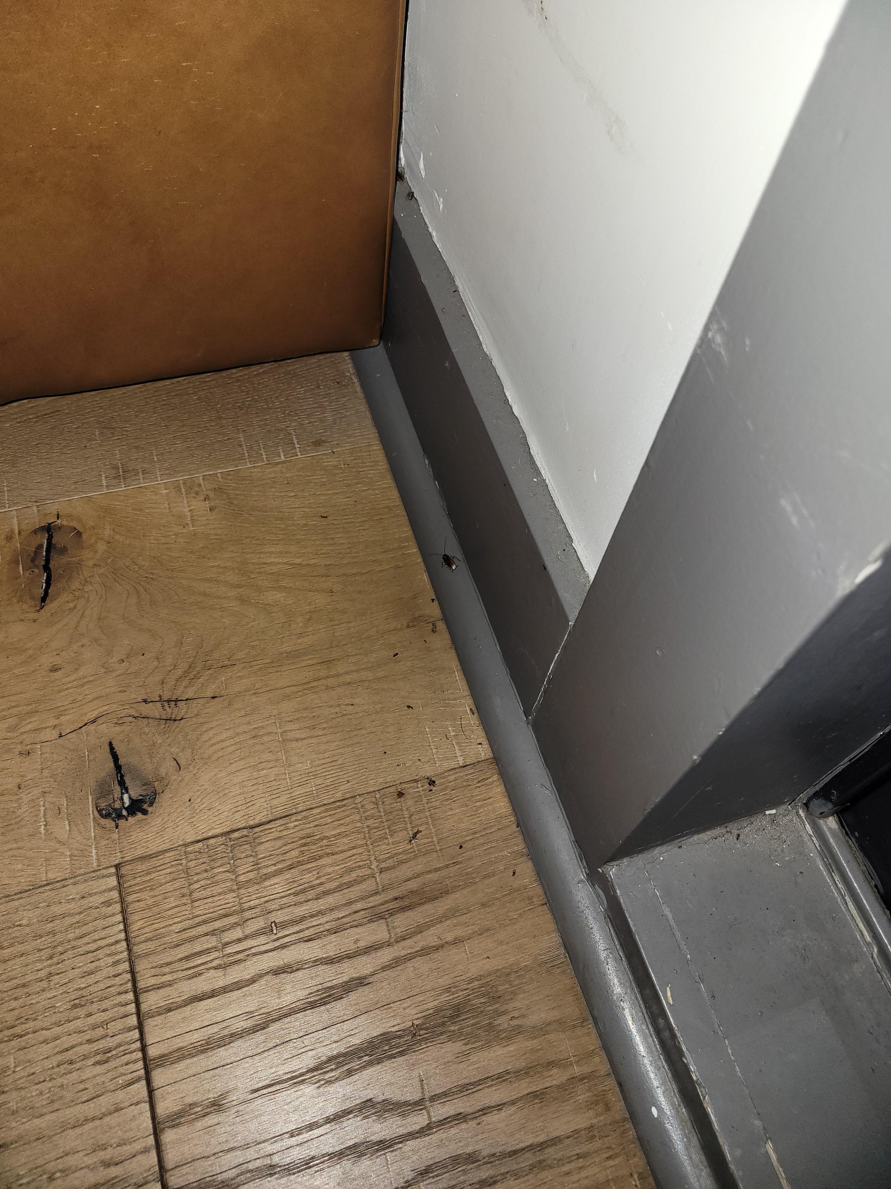 Roaches in the living room.