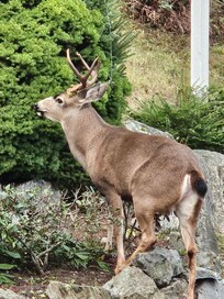 This beautiful buck was in the parking lot one morning.