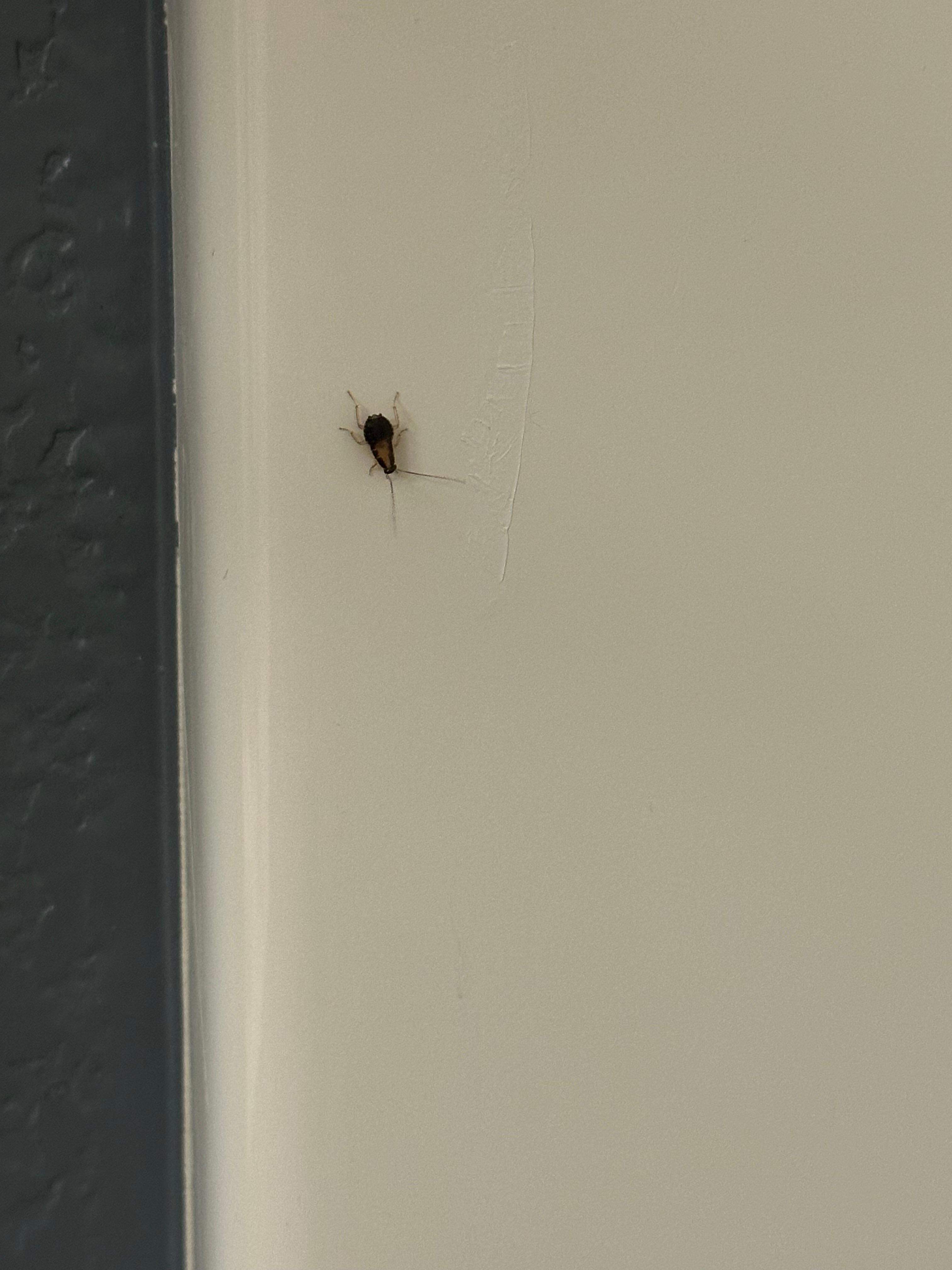 One of the roaches all throughout the hotel 