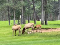 Herds of elk made the golfing even more enjoyable