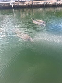 Manatees