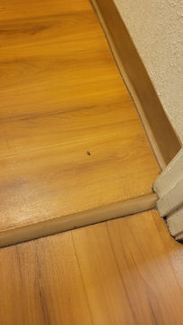 Cockroaches