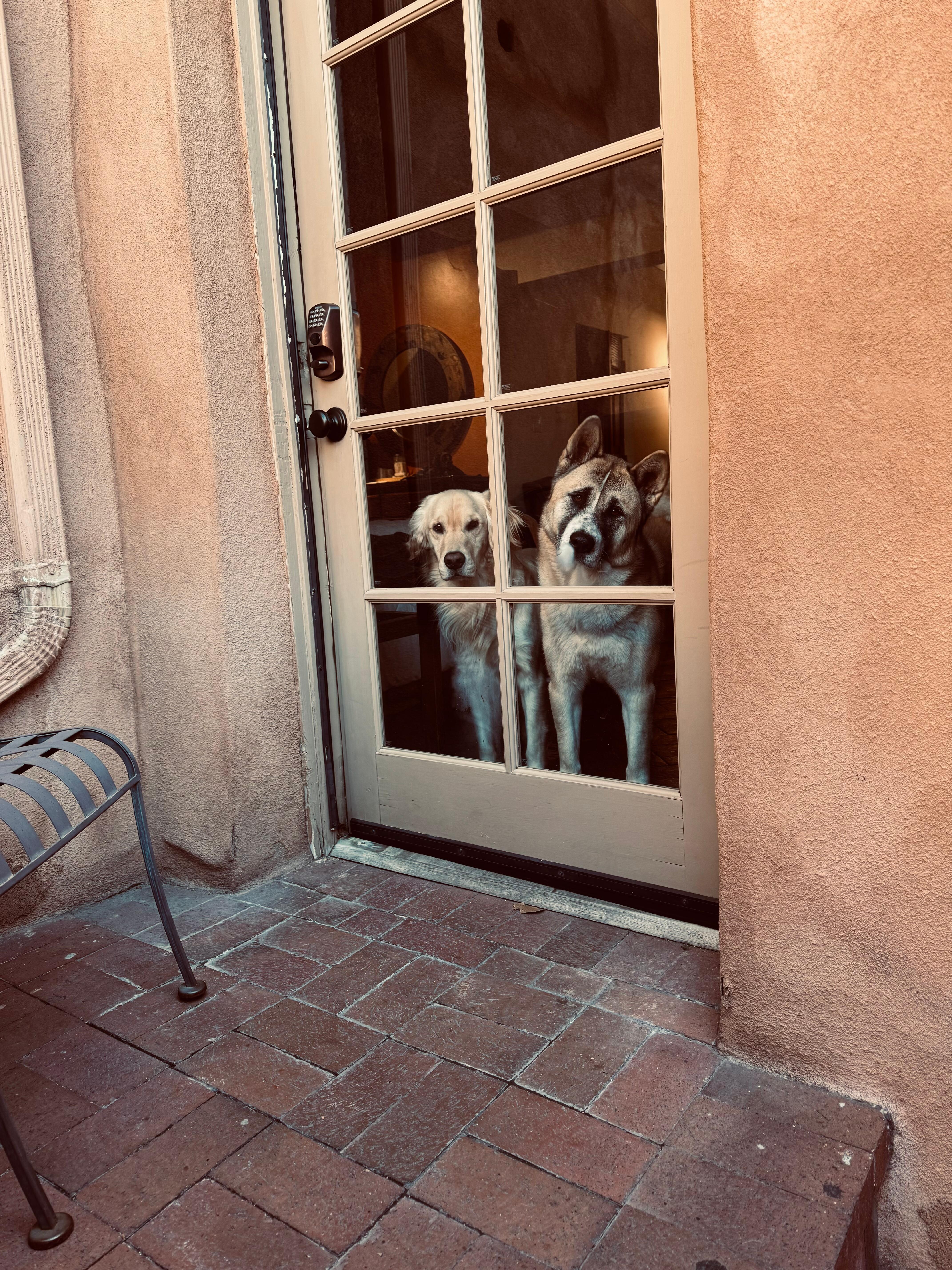 Our dogs looking out of the room