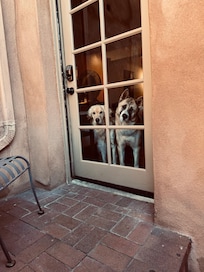 Our dogs looking out of the room
