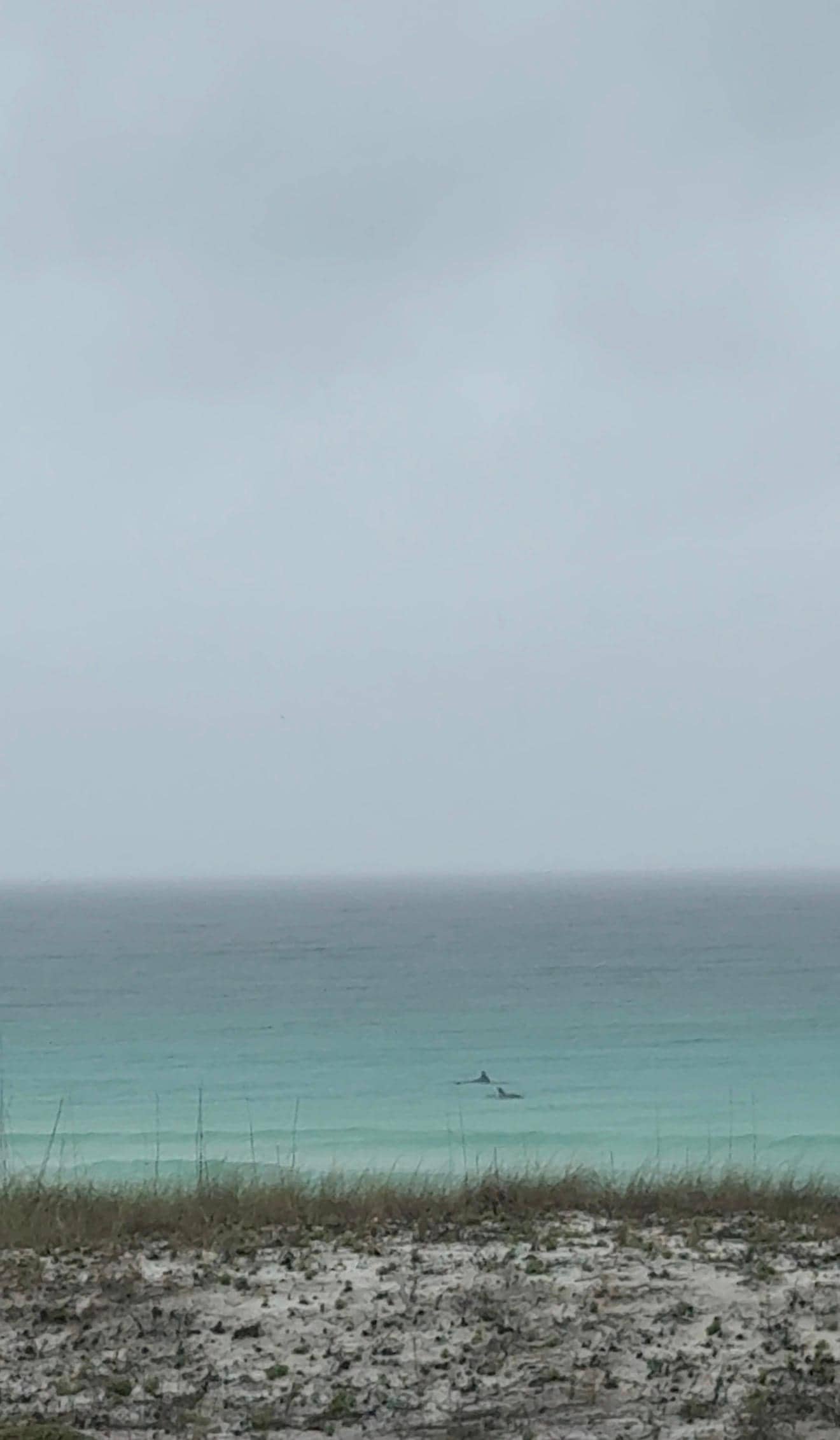 View of dolphins from the balcony. 