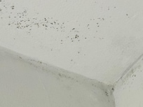 It's a mold in the room...was really hard to breathe and stay there 10 nights!