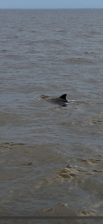 Best part is seeing the dolphins come through!