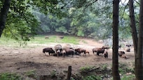 Bison at the feeding area.